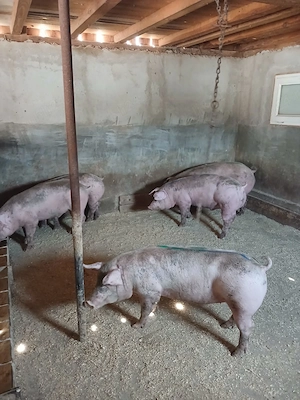 Vand porci rasă marele alb - imagine 3