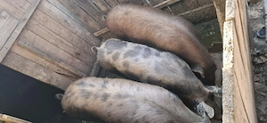 Vând porci