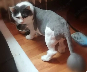Tund pisici si catei
