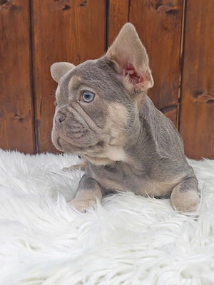 Bulldog francez