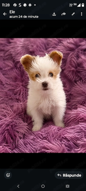 Bichon metis