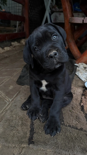 Pui mascul Cane Corso