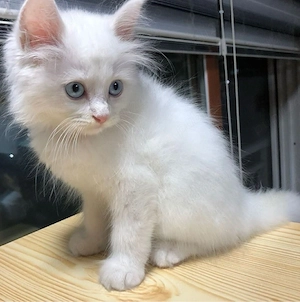 Ragdoll disponibil 