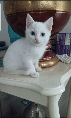 Ragdoll disponibil