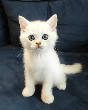 Ragdoll disponibil