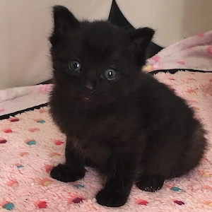British shorthair 