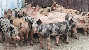 soldanei 25-30 kg
