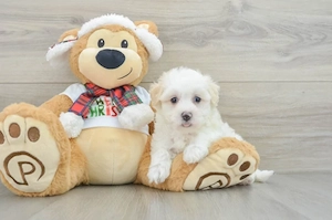 Ofertă ! Maltipoo 