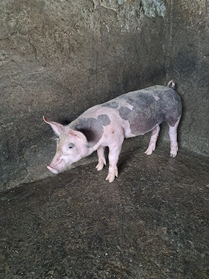 Purcei de vînzare 