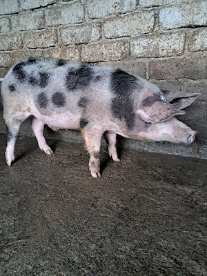 Porc de vînzare 
