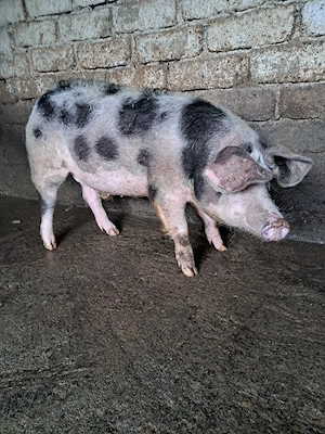 Porc de vînzare 