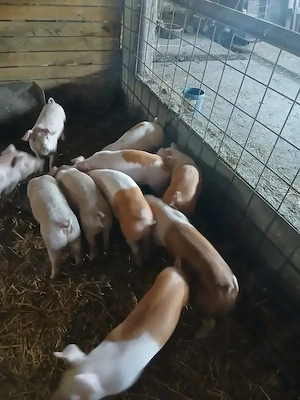 Vand purcei, sanatosi si bine ingrijiti