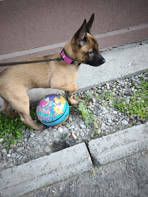 Cățelușă malinois 2 luni  - imagine 2
