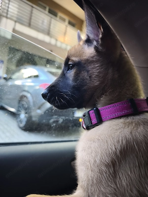 Cățelușă malinois 2 luni  - imagine 3