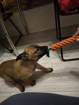 Cățelușă malinois 2 luni  - imagine 4