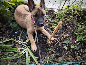 Cățelușă malinois 2 luni 