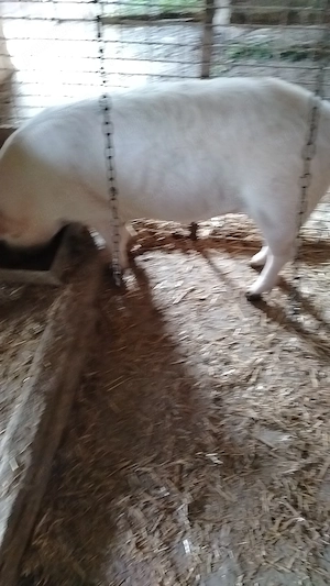 Vând 3 masculi castrați,100-120 kg bucata