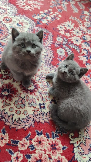 Motani British Shorthair 