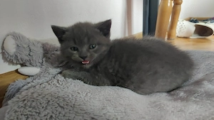 Motan British Shorthair  - imagine 3