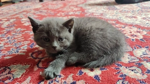 Motan British Shorthair  - imagine 4