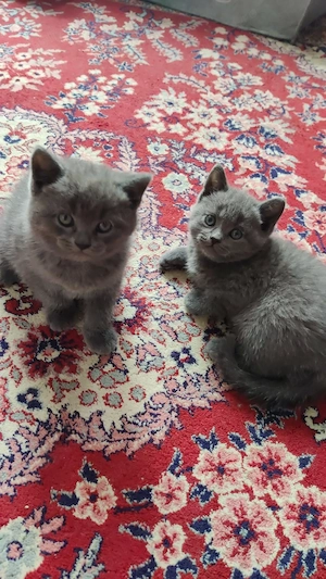 Motan British Shorthair  - imagine 5