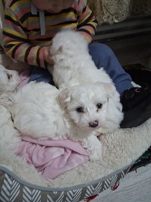 Pui bichon maltez 