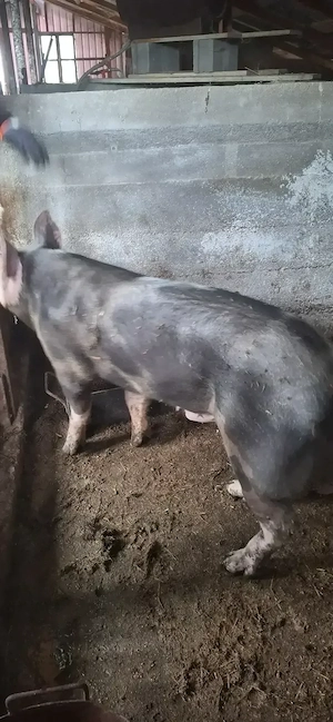 Vând vier- com Brancoveni olt