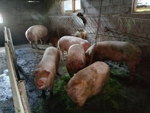 porci de țară 