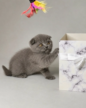 scottish fold 