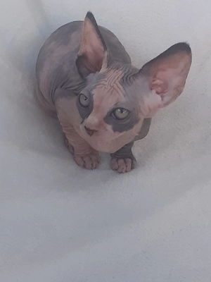 fetita sfinx