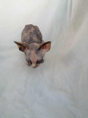 fetita sfinx 