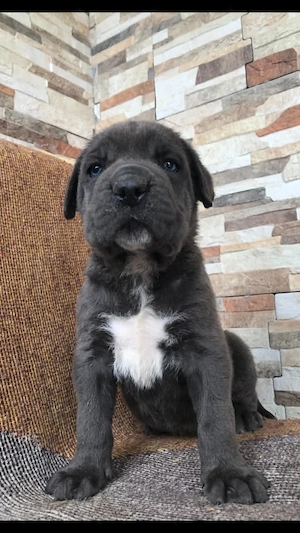 mascul cane corso pui 