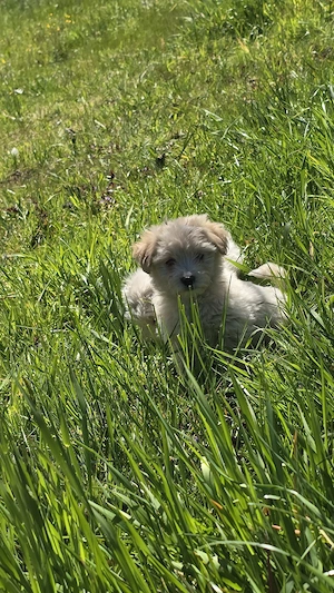 Bichon Maltez