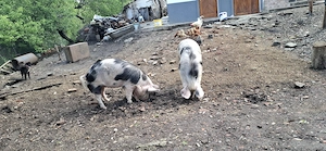Vând porcii pentru sacrificat 