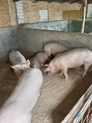 porci de vanzare 