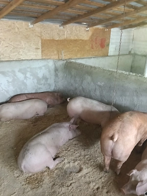 porci de carne 