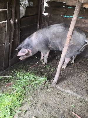 Vând porci pietreni