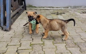 Ciobanesc belgian -Malinois -