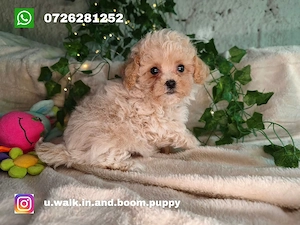 Vand fetita Maltipoo f1 minitoy