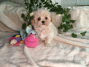 Vand fetita Maltipoo f1 minitoy - imagine 5