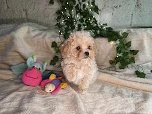 Vand fetita Maltipoo f1 minitoy - imagine 2