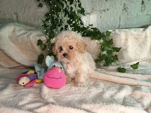 Vand fetita Maltipoo f1 minitoy - imagine 3