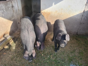 Vand porc gras
