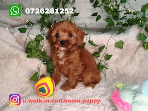Vand Cavapoo f1 rosu