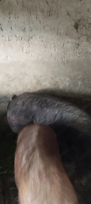 Vând porci duroc 