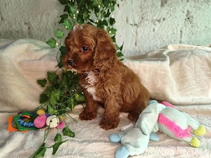 Vand baietel Cavapoo F1B red - imagine 5
