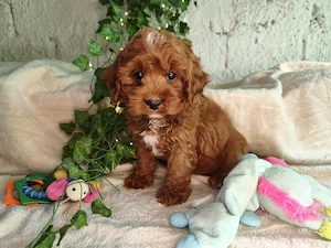 Vand baietel Cavapoo F1B red - imagine 3