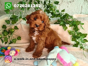 Vand baietel Cavapoo F1B red