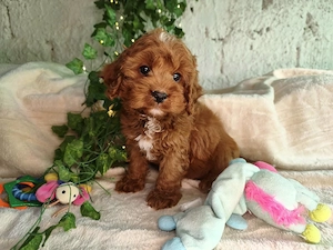 Vand baietel Cavapoo F1B red - imagine 2