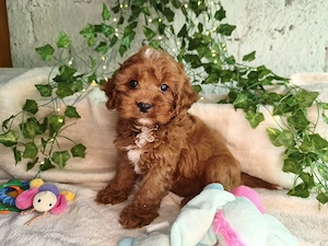 Vand baietel Cavapoo F1B red - imagine 4
